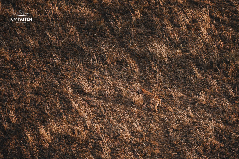 Hyena on Serengeti Balloon Safari