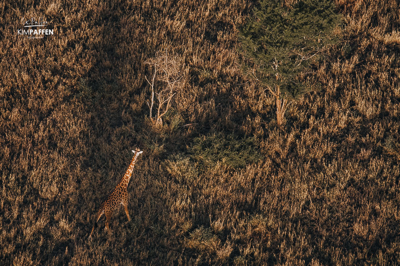 Giraffe seen from a birds-eye view on a balloon safari