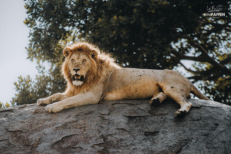 Lion on Kopje in Seronera Central Serengeti