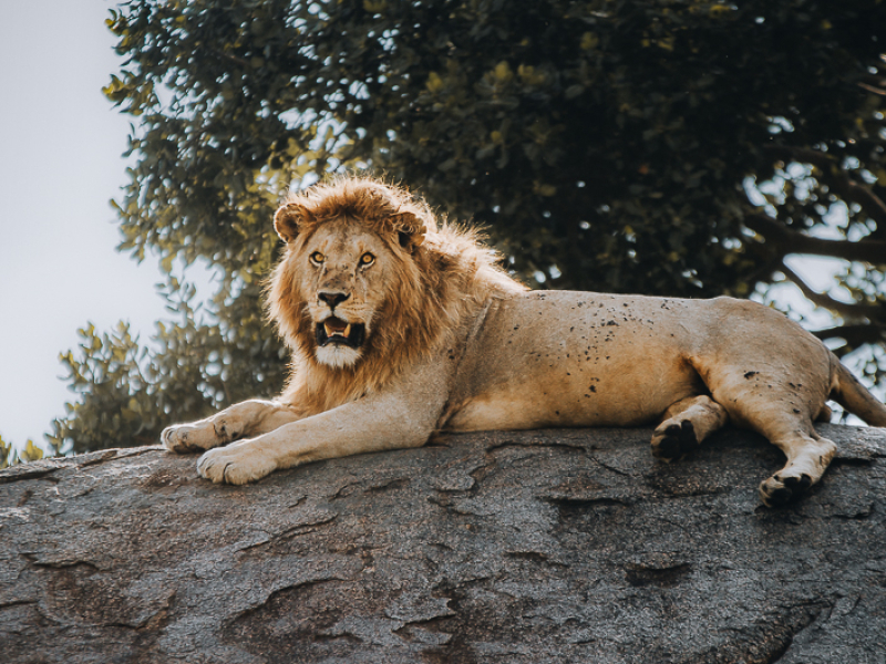 Lion on Kopje in Seronera Central Serengeti