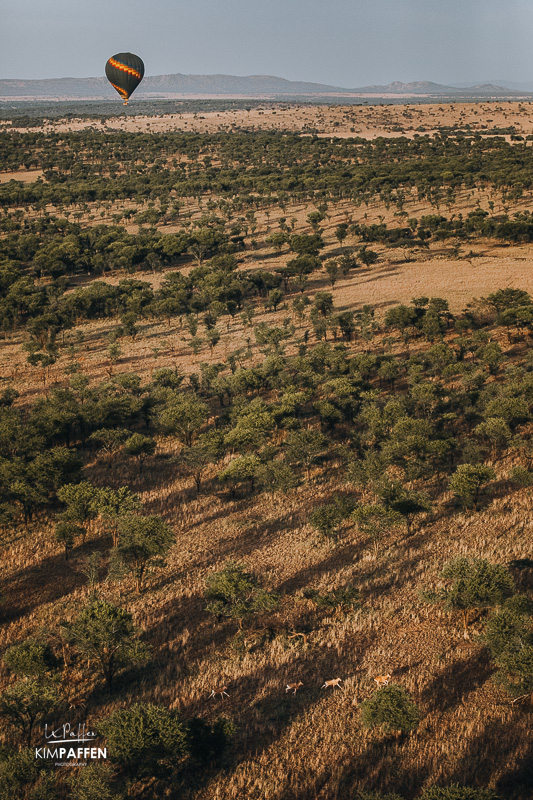 View Serengeti from the sky on a balloon flight