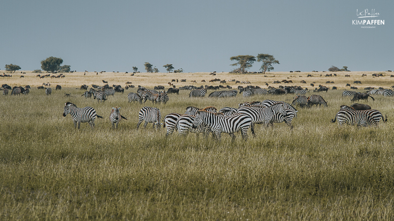 Serengeti wildlife including zebras and wildebeest