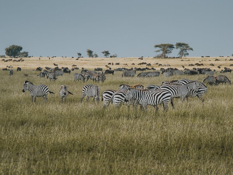Serengeti wildlife including zebras and wildebeest