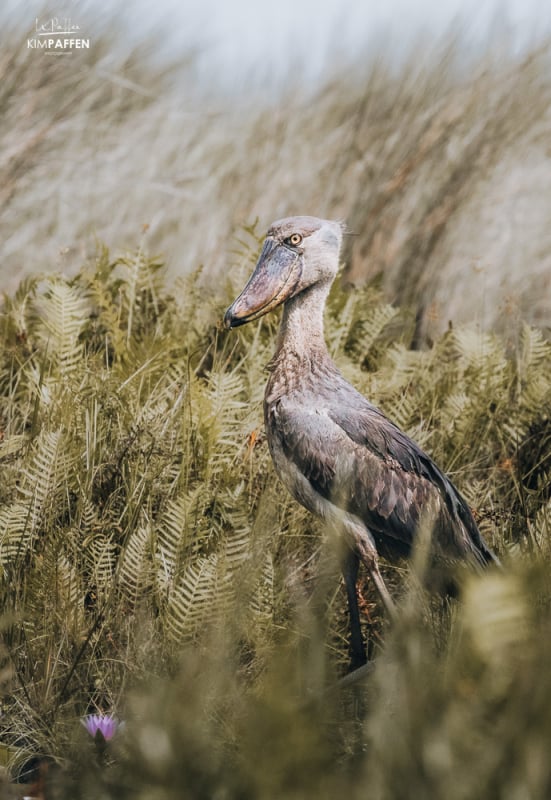 Best place to see the Shoebill in Uganda