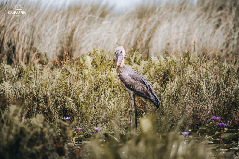 Shoebill Stork Photography Tips