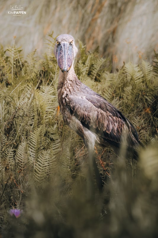 Shoebill Tours in Uganda