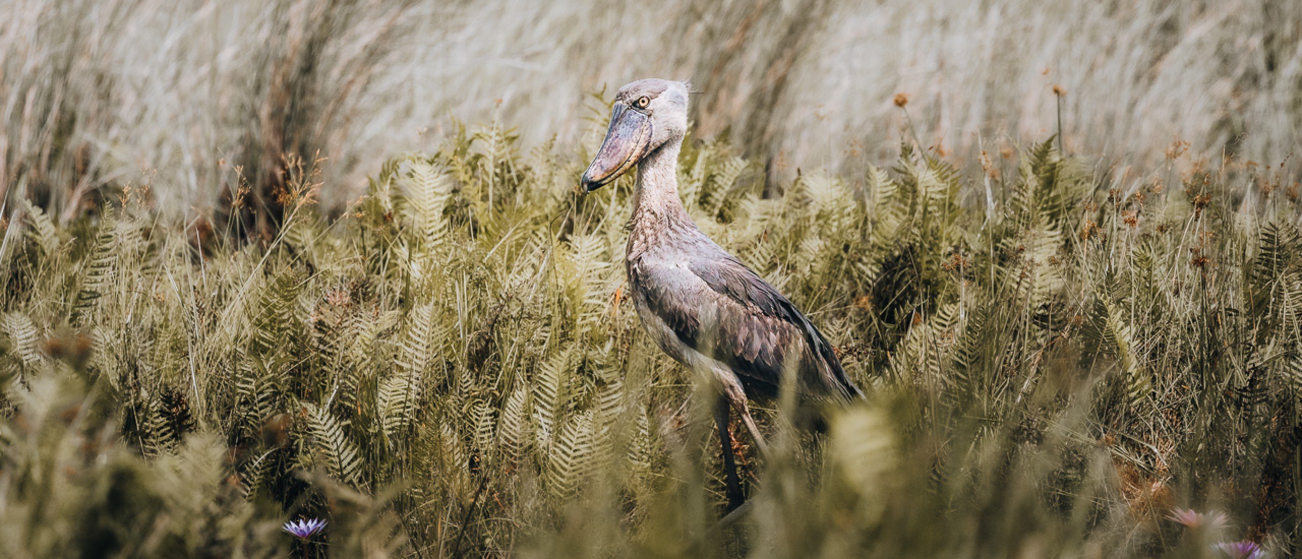 Shoebill Watching Mabamba Swamp Uganda