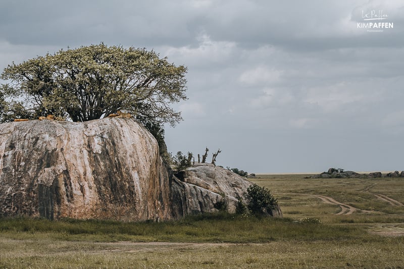 Simba Kopjes in Seronera Serengeti