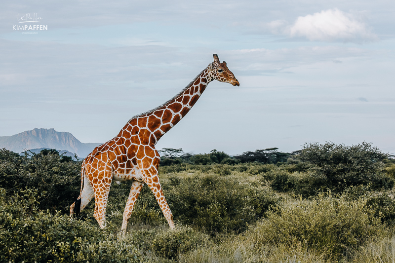 Reticulated Giraffe in Samburu National Reserve Kenya, one of the special five you can find in Samburu and Buffalo Springs
