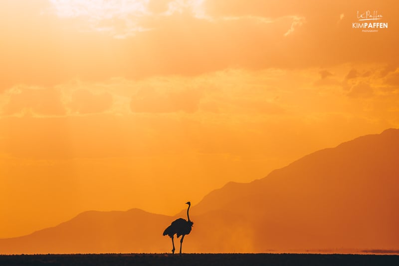 ostrich silhouette at sunset in Amboseli Kenya