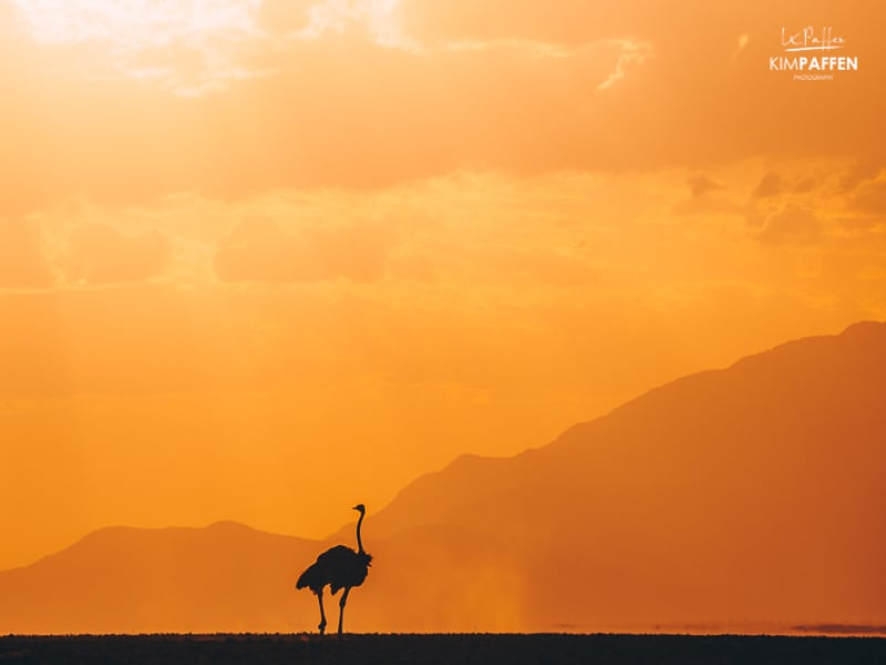 ostrich silhouette at sunset in Amboseli Kenya