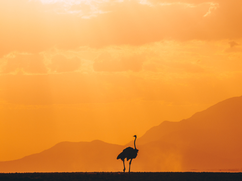 ostrich silhouette at sunset in Amboseli Kenya