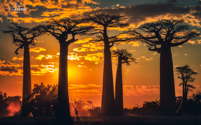 Magical sunset at Avenue of the Baobabs in Morondava, Madagascar Sunset Avenue of the Baobabs in Morondava Madagascar