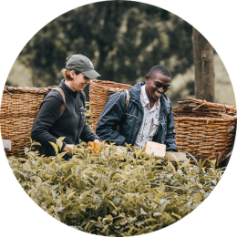 tea picking experience Uganda