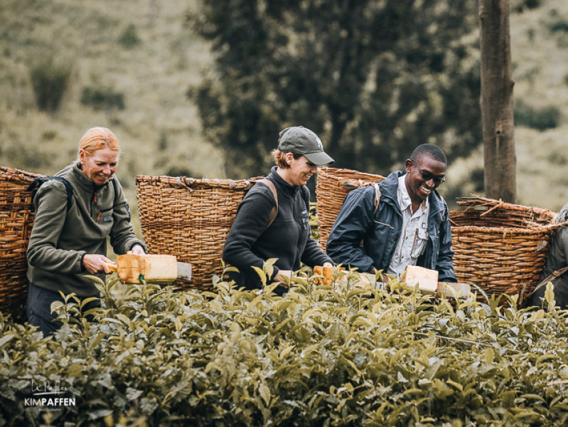 tea picking experience Uganda