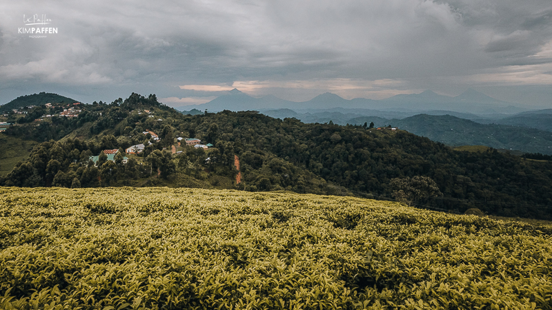 Tea Plantation Nkuringo Sector Bwindi