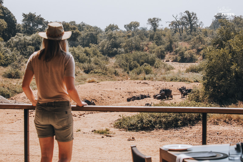 Thornybush Safari Lodges