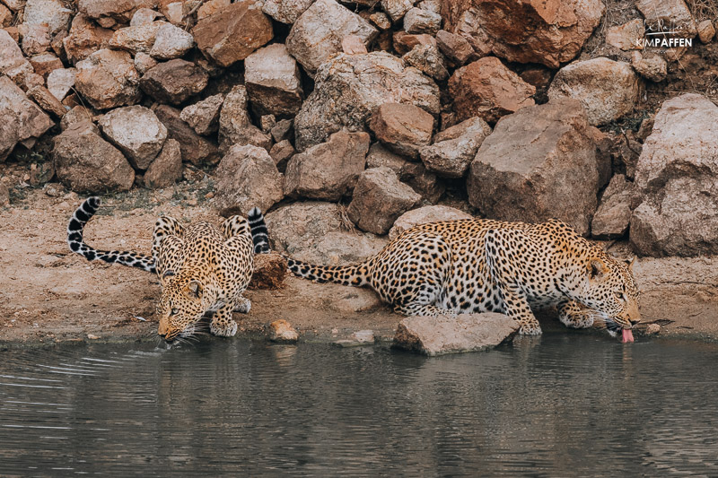 Leopards drinking in Thornybush Greater Kruger