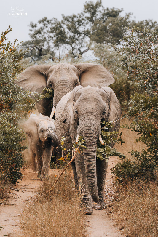 Conservation Thornybush Game Reserve Kruger