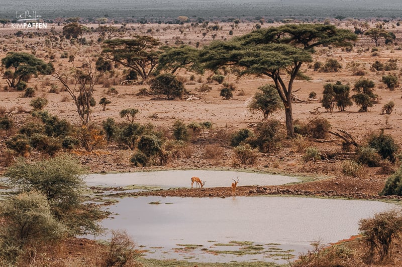 elewana tortilis camp view of amboseli