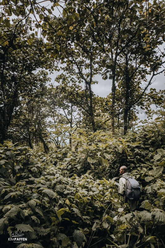 mountain gorilla tracking Rwanda