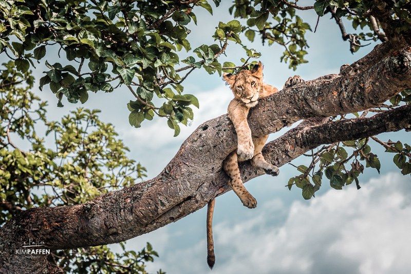 Tree Climbing Lion Ishasha Uganda