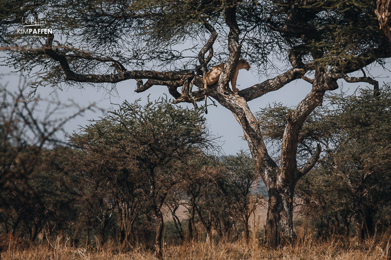 Tree Climbing Lion in Central Serengeti Seronera