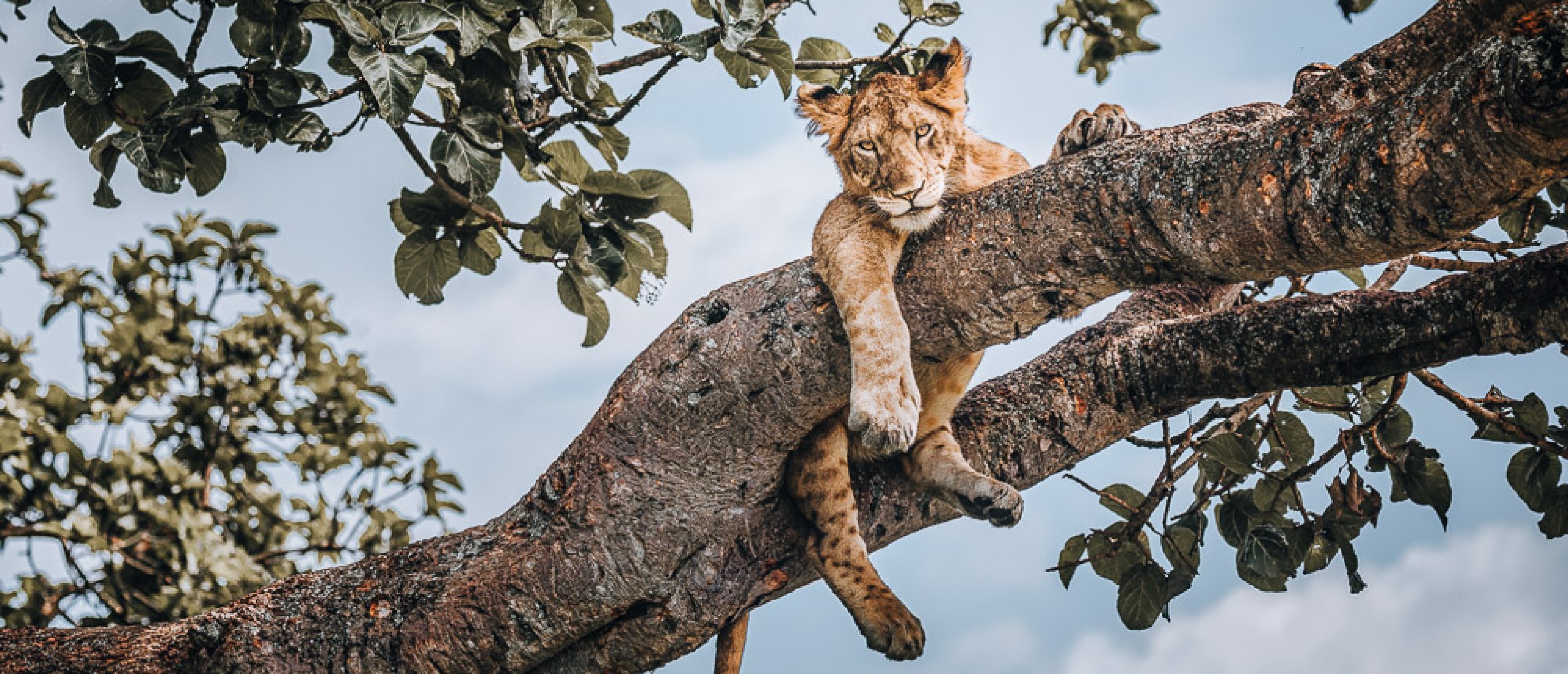 Tree-climbing lion in Queen Elizabeth National Park Uganda