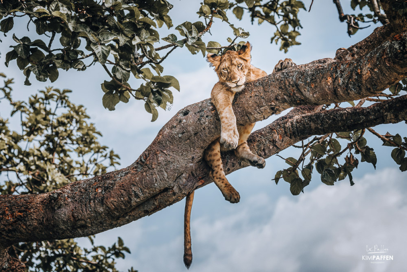 Tree Climbing Lions in Uganda