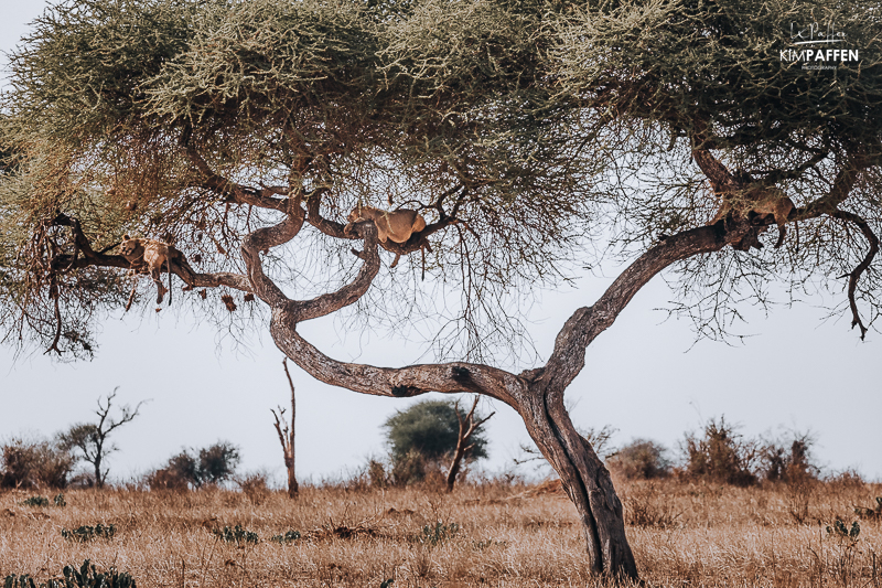 Tree-Climbing lions in Tarangire National Park North Tanzania