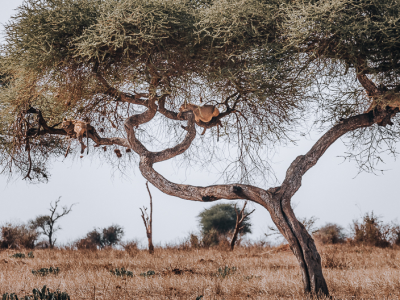 Tree-Climbing lions in Tarangire National Park North Tanzania