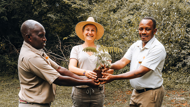 Tree Planting Project Serena Kilaguni Safari Lodge
