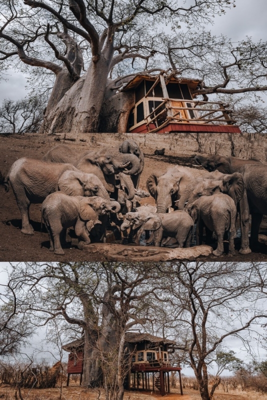Elewana Treetops Tarangire North Tanzania