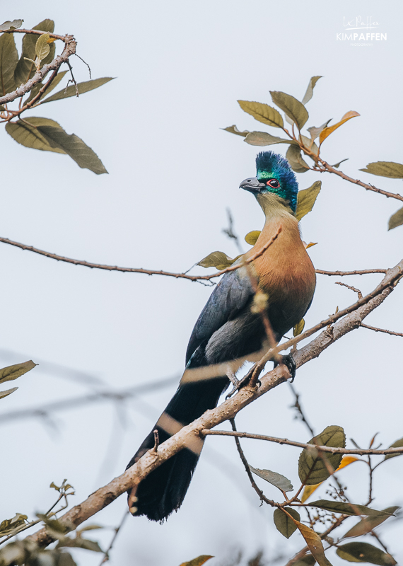 Turaco at Mlilwane Wildlife Sanctuary Swaziland