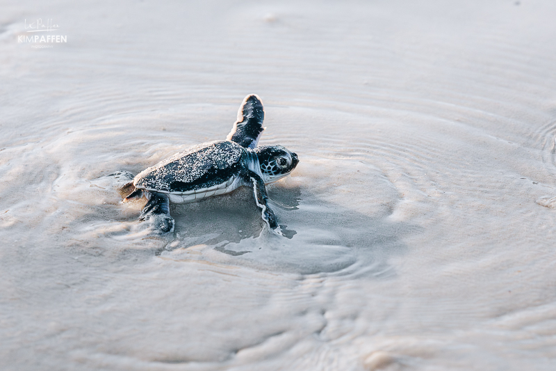 Marine Turtle hatching at Turtle Watch Diani Beach, seeing turtle hatchlings run to the ocean