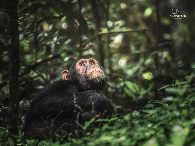 Chimpanzee Trekking Kibale Forest National Park Uganda