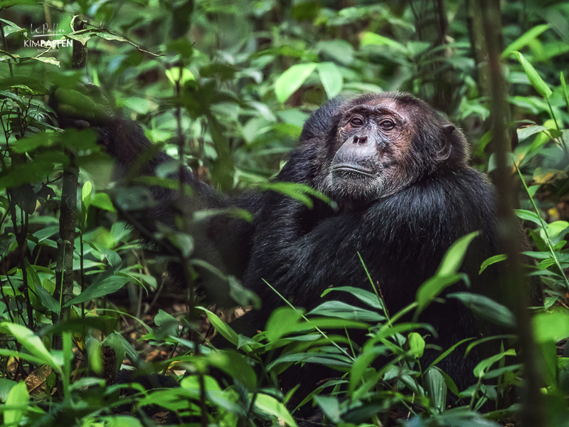 Uganda is the best places for Chimpanzee Trekking in Africa