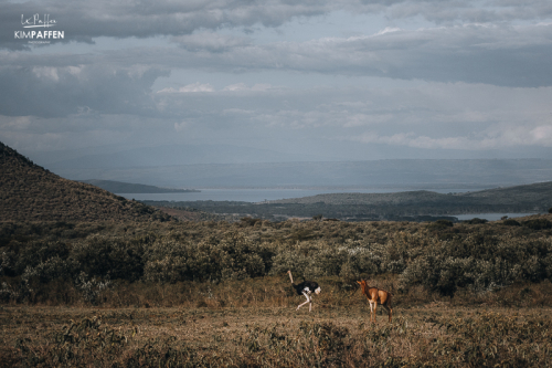 Views over Lake Naivasha and Oloidien from Chui Lodge