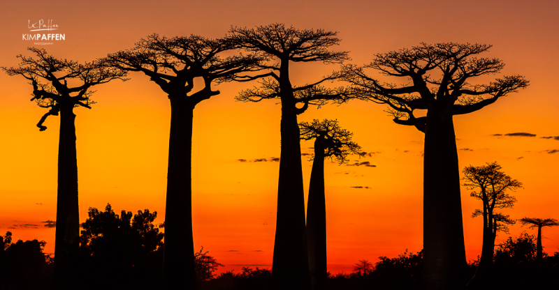 Silhouette of Avenue of the Baobabs Madagascar