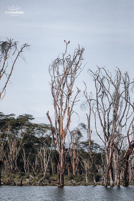 Lake Oloidien Kenya dead trees