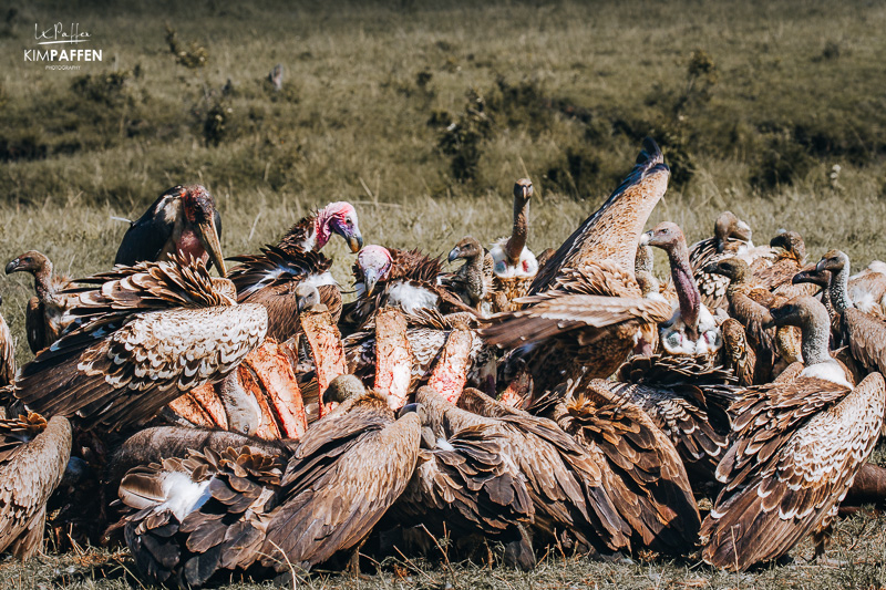 Ugly vultures and Marabou Stork feeding on a dead animal