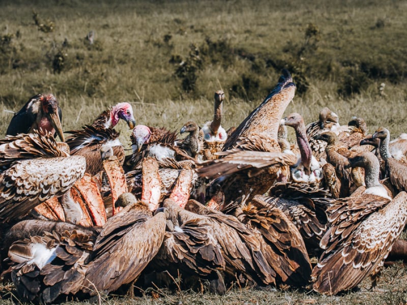 Ugly vultures and Marabou Stork feeding on a dead animal