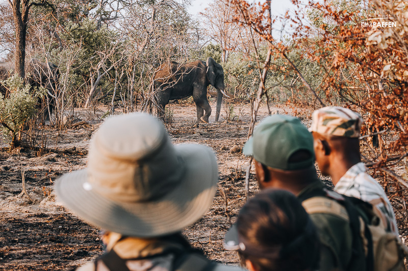 walking safari at Mukambi Lodge Kafue NP Zambia