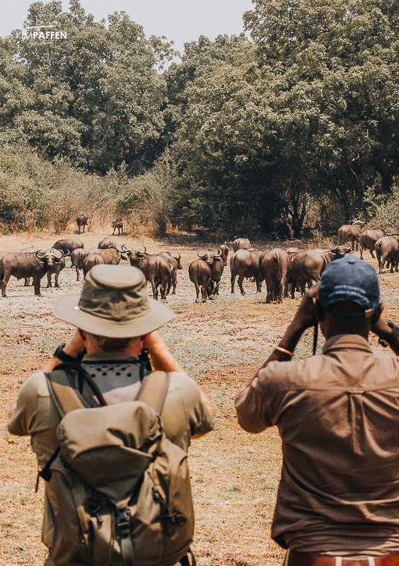 BUffaloes on Walking Safari South Luangwa