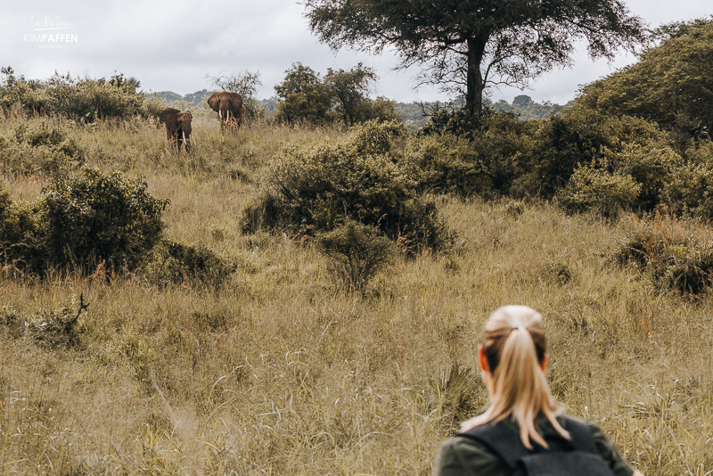 walking safari uganda wildlife encounters