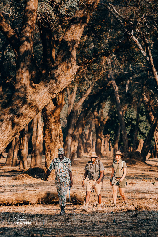 walking safari in Lower Zambezi under a shady winterthorn forest