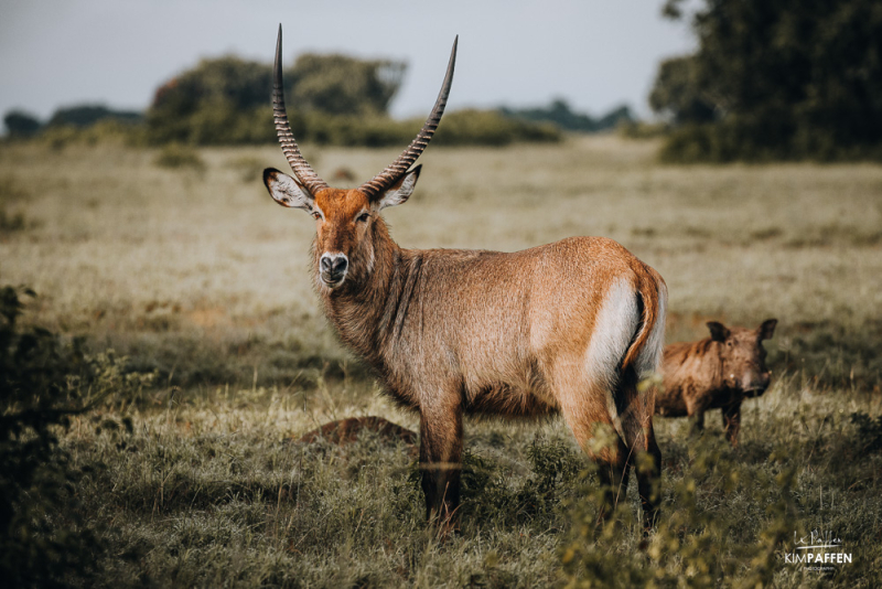 Waterbuck and Warthog on safari in Queen Elizabeth National Park Uganda