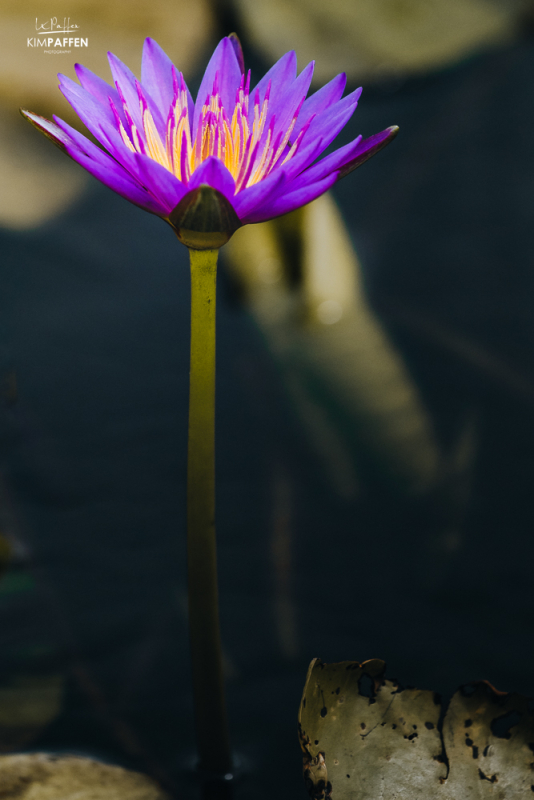 Water Lily Mabamba Swamp Uganda