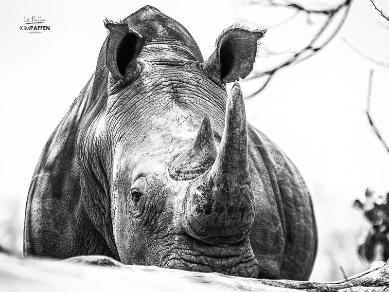 White Rhinoceros captured in Mosi-oa-Tunya NP Zambia