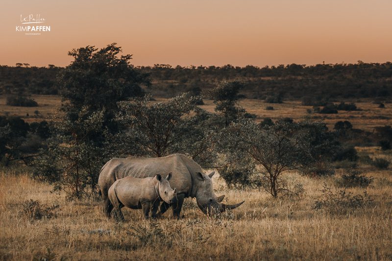 wildlife viewing in Welgevonden Private Game Reserve in Limpopo